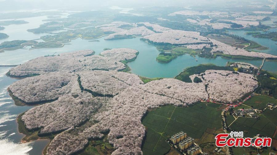Aerial photo taken on March 20, 2019 shows cherry blossoms blooming in the Gui\'an New Area of southwest China\'s Guizhou Province. (Photo: China News Service/Qu Honglun)