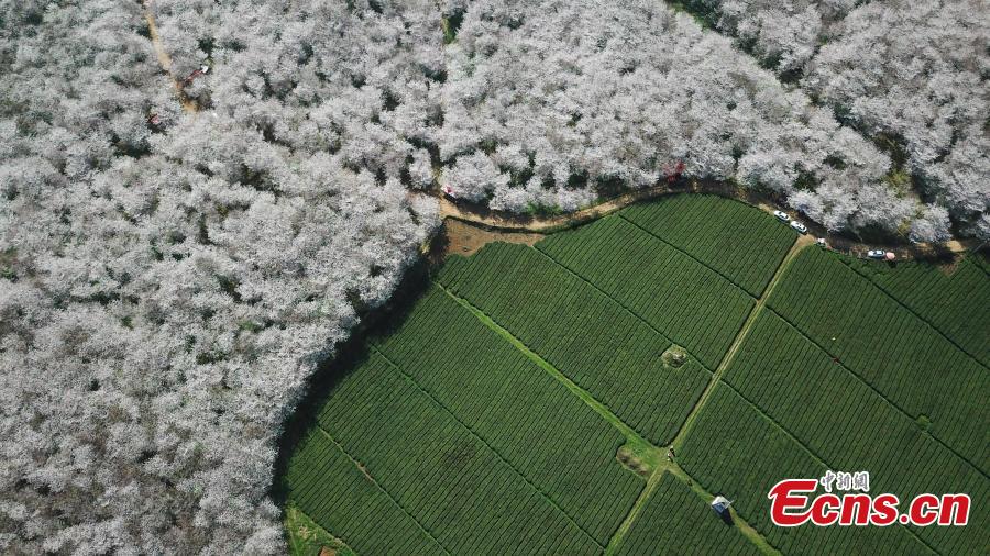 Aerial photo taken on March 20, 2019 shows cherry blossoms blooming in the Gui\'an New Area of southwest China\'s Guizhou Province. (Photo: China News Service/Qu Honglun)