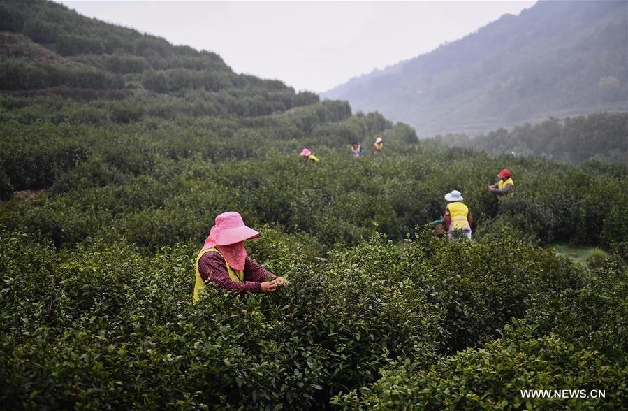 Tea farmers pick Biluochun tea leaves at a modern agricultural demonstration garden in Suzhou, east China\'s Jiangsu Province, March 21, 2019. Harvest season for Biluochun, one of the top tea varieties in China and the speciality of Suzhou, arrived recently. Farmers here are busy in harvesting tea leaves ahead of the Qingming Festival to produce the Mingqian (literally \