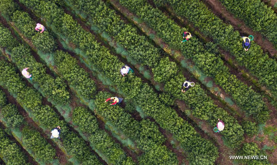 Aerial photo shows tea farmers picking Biluochun tea leaves at a modern agricultural demonstration garden in Suzhou, east China\'s Jiangsu Province, March 21, 2019. Harvest season for Biluochun, one of the top tea varieties in China and the speciality of Suzhou, arrived recently. Farmers here are busy in harvesting tea leaves ahead of the Qingming Festival to produce the Mingqian (literally \