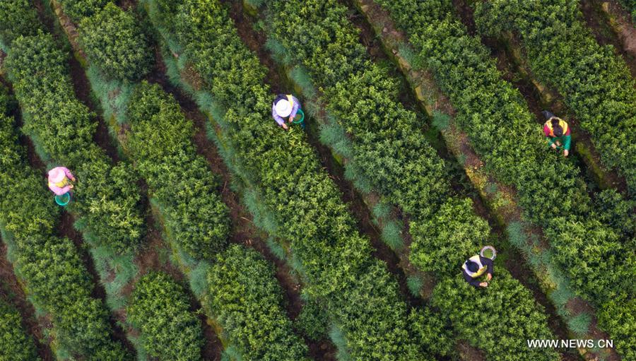 Aerial photo shows tea farmers picking Biluochun tea leaves at a modern agricultural demonstration garden in Suzhou, east China\'s Jiangsu Province, March 21, 2019. Harvest season for Biluochun, one of the top tea varieties in China and the speciality of Suzhou, arrived recently. Farmers here are busy in harvesting tea leaves ahead of the Qingming Festival to produce the Mingqian (literally \