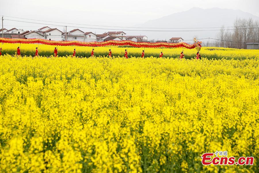 A dragon dancing team performes in a cole flower field in Hanzhong City, northwest China\'s Shaanxi Province, March 22, 2019. Cole flowers are in full bloom in Hanzhong recently. (Photo: China News Service/Liu Guanguan)