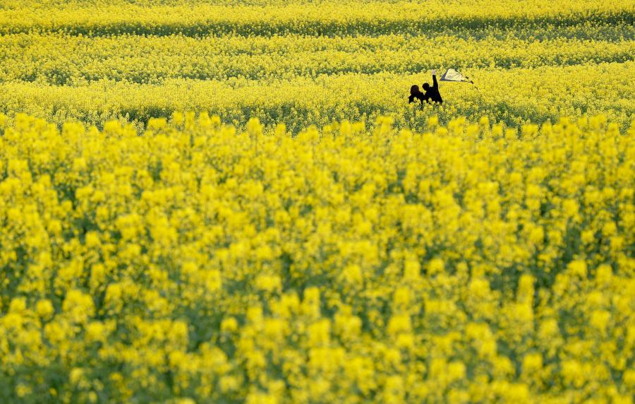 People play in a cole flower field in Hanzhong City, northwest China\'s Shaanxi Province, March 22, 2019. Cole flowers are in full bloom in Hanzhong recently. (Photo: China News Service/Liu Guanguan)