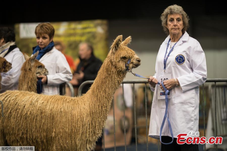Handlers stand with their alpacas before judging at the British Alpaca Society National Show held at The International Centre in Telford, March 24, 2019. (Photo/Agencies)