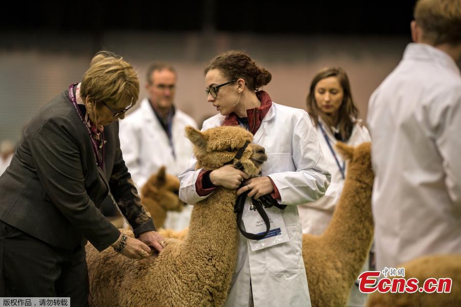 Handlers stand with their alpacas before judging at the British Alpaca Society National Show held at The International Centre in Telford, March 24, 2019. (Photo/Agencies)