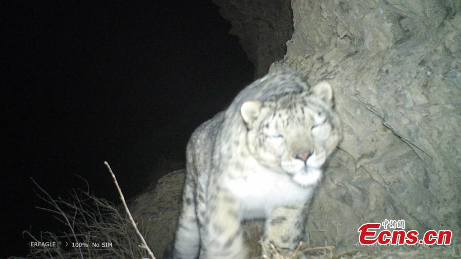 A photo taken by an infrared camera shows a snow leopard in the Hexi Corridor, a historical trade route, in Aksay Kazakh Autonomous County, Jiuquan City, Northwest China\'s Gansu Province. Researchers with the World Wildlife Fund (WWF) and the county\'s forestry office are collecting photos and videos made by 17 infrared cameras, which includes footage of snow leopards. (Photo: China News Service/Shaliha)