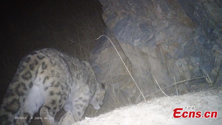 A photo taken by an infrared camera shows a snow leopard in the Hexi Corridor, a historical trade route, in Aksay Kazakh Autonomous County, Jiuquan City, Northwest China\'s Gansu Province. Researchers with the World Wildlife Fund (WWF) and the county\'s forestry office are collecting photos and videos made by 17 infrared cameras, which includes footage of snow leopards. (Photo: China News Service/Shaliha)