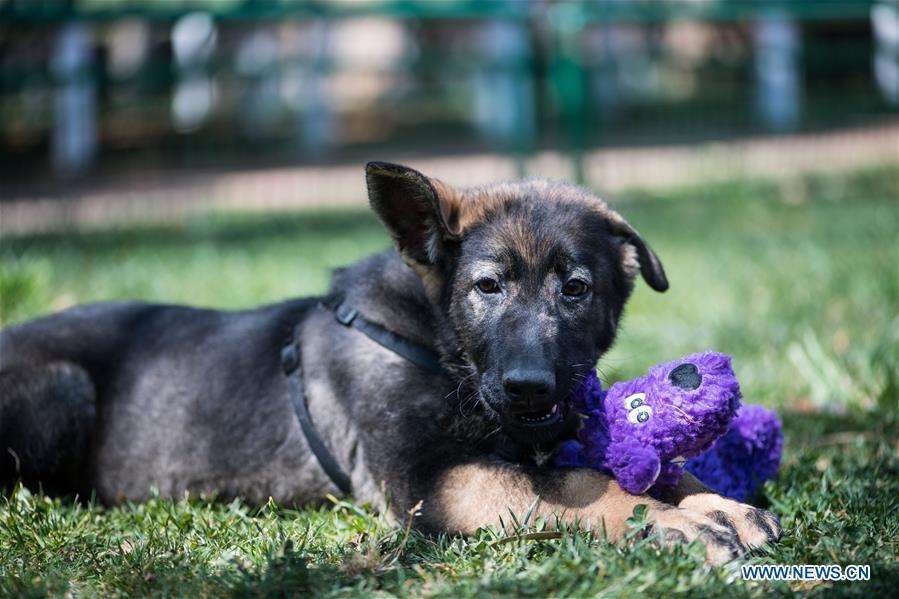 China\'s first cloned police dog Kunxun plays at Kunming Police Dog Base in Kunming, southwest China\'s Yunnan Province, March 21, 2019. Three-month-old Kunxun arrived at Kunming Police Dog Base from Beijing earlier this month to receive training. Kunxun was born in December 2018 in Beijing at a healthy condition with 540 grams in weight and 23 centimeters in length. Kunxun was cloned from a 7-year-old female police dog named Huahuangma, which is considered a great detective dog. According to a test by a institution, Kunxun\'s DNA is over 99.9 percent identical to that of Huahuangma. (Xinhua/Jiang Wenyao)