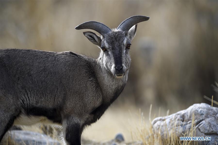 Bharal, also called the Himalayan Blue sheep, is seen at the Helan Mountain National Nature Reserve in northwest China\'s Ningxia Hui Autonomous Region, March 27, 2019. The number of bharal has reached over 40,000 on the Helan Mountain after years of environment renovation. (Xinhua/Feng Kaihua)