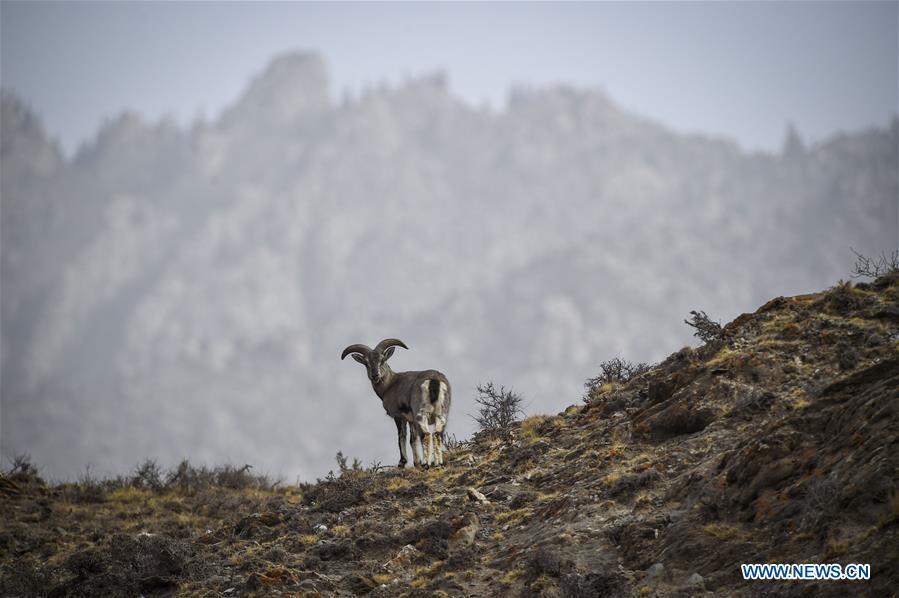Bharal, also called the Himalayan blue sheep, searches for food at the Helan Mountain National Nature Reserve in northwest China\'s Ningxia Hui Autonomous Region, March 27, 2019. The number of bharal has reached over 40,000 on the Helan Mountain after years of environment renovation. (Xinhua/Feng Kaihua)