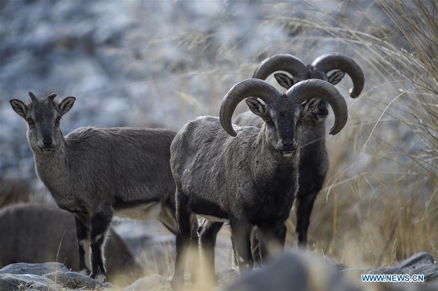 Bharal, also called the Himalayan blue sheep, are seen at the Helan Mountain National Nature Reserve in northwest China\'s Ningxia Hui Autonomous Region, March 27, 2019. The number of bharal has reached over 40,000 on the Helan Mountain after years of environment renovation. (Xinhua/Feng Kaihua)