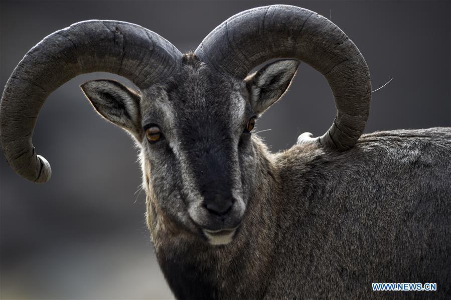 Bharal, also called the Himalayan Blue sheep, is seen at the Helan Mountain National Nature Reserve in northwest China\'s Ningxia Hui Autonomous Region, March 27, 2019. The number of bharal has reached over 40,000 on the Helan Mountain after years of environment renovation. (Xinhua/Feng Kaihua)