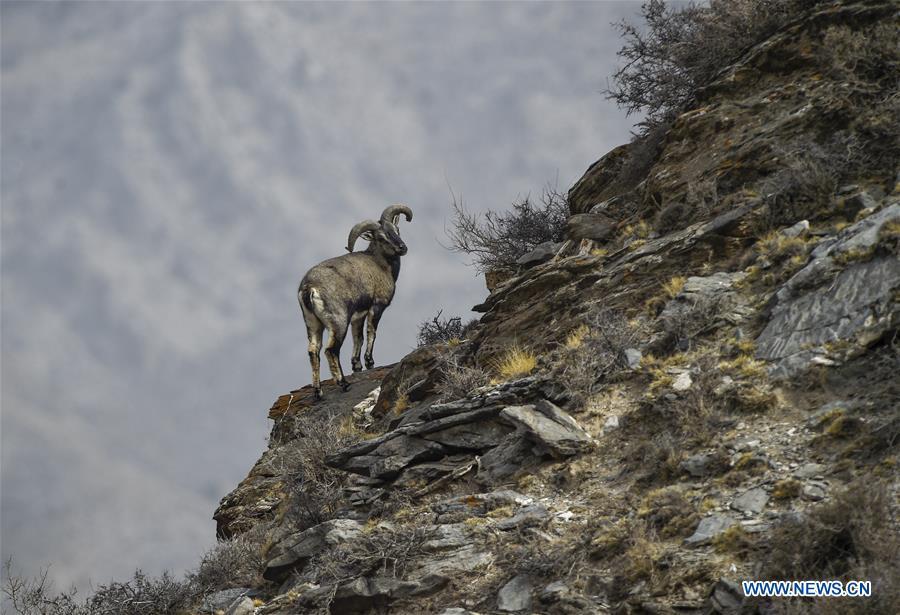 Bharal, also called the Himalayan Blue sheep, stands by a cliff at the Helan Mountain National Nature Reserve in northwest China\'s Ningxia Hui Autonomous Region, March 27, 2019. The number of bharal has reached over 40,000 on the Helan Mountain after years of environment renovation. (Xinhua/Feng Kaihua)