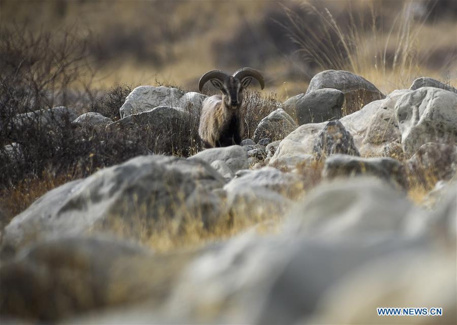Bharal, also called the Himalayan Blue sheep, searches for food at the Helan Mountain National Nature Reserve in northwest China\'s Ningxia Hui Autonomous Region, March 27, 2019. The number of bharal has reached over 40,000 on the Helan Mountain after years of environment renovation. (Xinhua/Feng Kaihua)