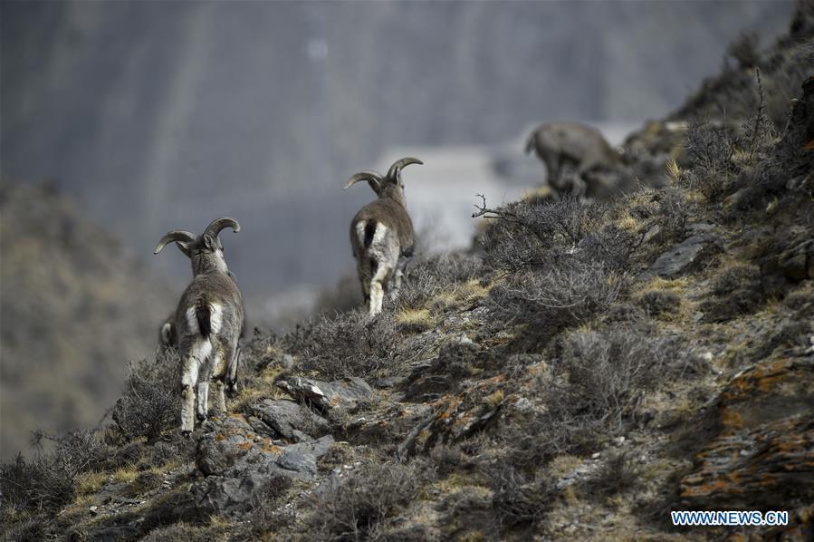 Bharal, also called the Himalayan Blue sheep, search for food at the Helan Mountain National Nature Reserve in northwest China\'s Ningxia Hui Autonomous Region, March 27, 2019. The number of bharal has reached over 40,000 on the Helan Mountain after years of environment renovation. (Xinhua/Feng Kaihua)