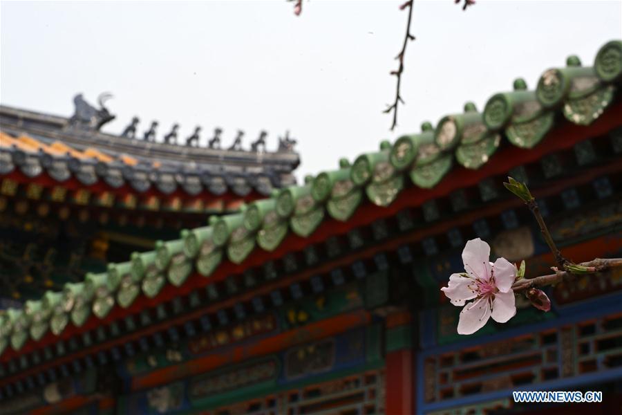 Photo taken on March 28, 2019 shows a blooming flower in the Palace Museum in Beijing, capital of China. (Xinhua/Jin Liangkuai)