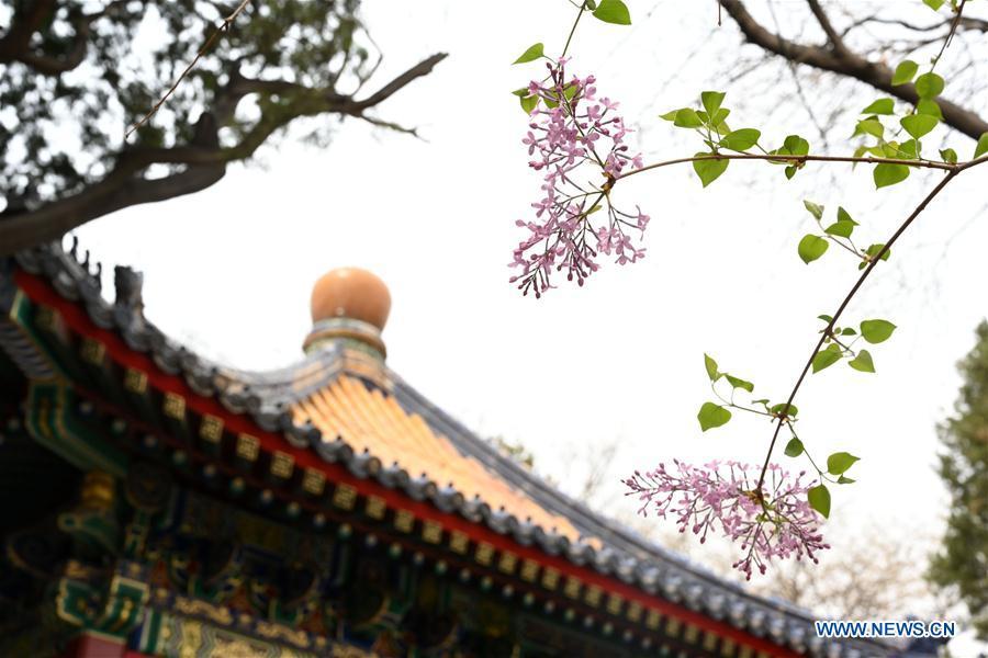 Photo taken on March 28, 2019 shows blooming flowers in the Palace Museum in Beijing, capital of China. (Xinhua/Jin Liangkuai)