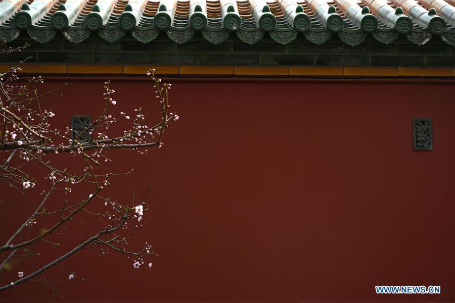 Photo taken on March 28, 2019 shows blooming flowers in the Palace Museum in Beijing, capital of China. (Xinhua/Jin Liangkuai)