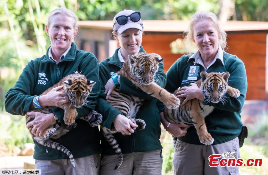 Zookeepers pose with three Sumatran tiger cubs at Taronga Zoo in Sydney, Australia, March 29, 2019.   (Photo/Agencies)