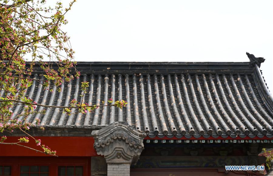 Photo taken on March 28, 2019 shows blooming flowers in the Palace Museum in Beijing, capital of China. (Xinhua/Jin Liangkuai)