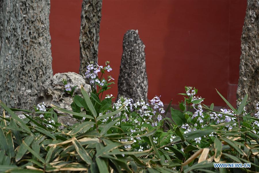 Photo taken on March 28, 2019 shows blooming flowers in the Palace Museum in Beijing, capital of China. (Xinhua/Jin Liangkuai)