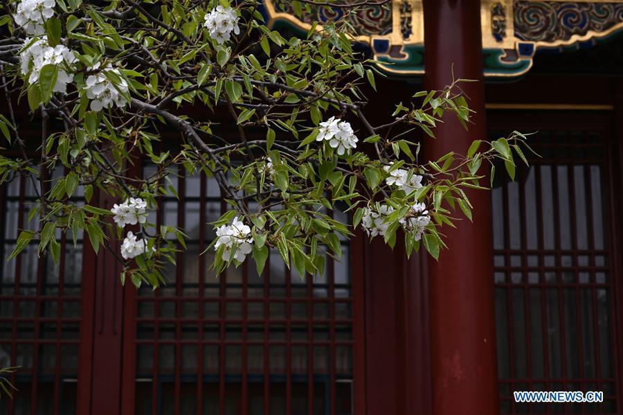 Photo taken on March 28, 2019 shows blooming flowers in the Palace Museum in Beijing, capital of China. (Xinhua/Jin Liangkuai)
