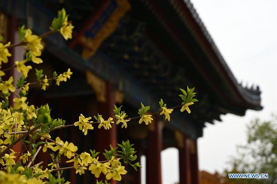 Photo taken on March 28, 2019 shows blooming flowers in the Palace Museum in Beijing, capital of China. (Xinhua/Jin Liangkuai)