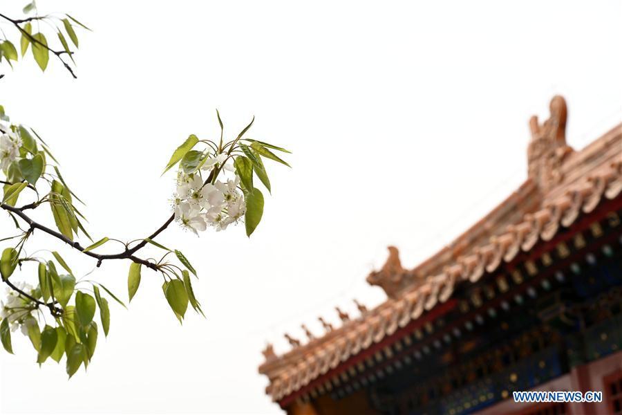 Photo taken on March 28, 2019 shows blooming flowers in the Palace Museum in Beijing, capital of China. (Xinhua/Jin Liangkuai)