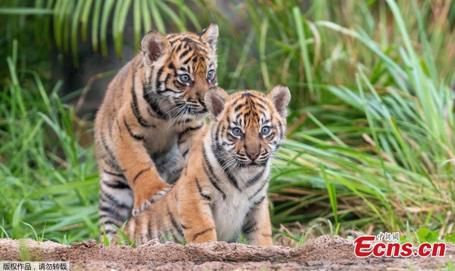 Two Sumatran tiger cubs look on at Taronga Zoo in Sydney, Australia, March 29, 2019.   (Photo/Agencies)