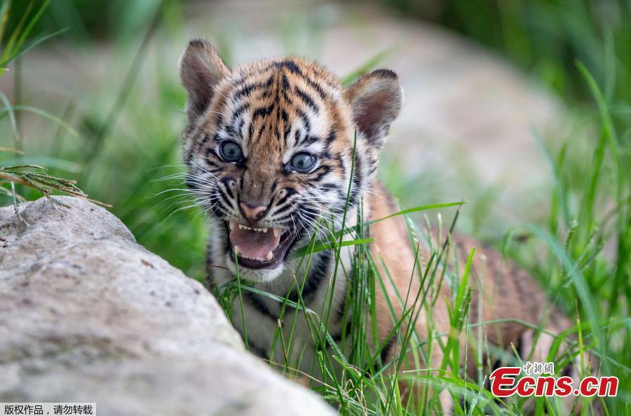 A Sumatran tiger cub is seen at Taronga Zoo in Sydney, Australia, March 29, 2019.   (Photo/Agencies)