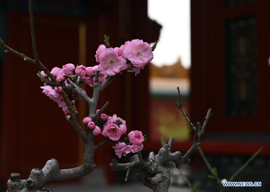 Photo taken on March 28, 2019 shows blooming flowers in the Palace Museum in Beijing, capital of China. (Xinhua/Jin Liangkuai)