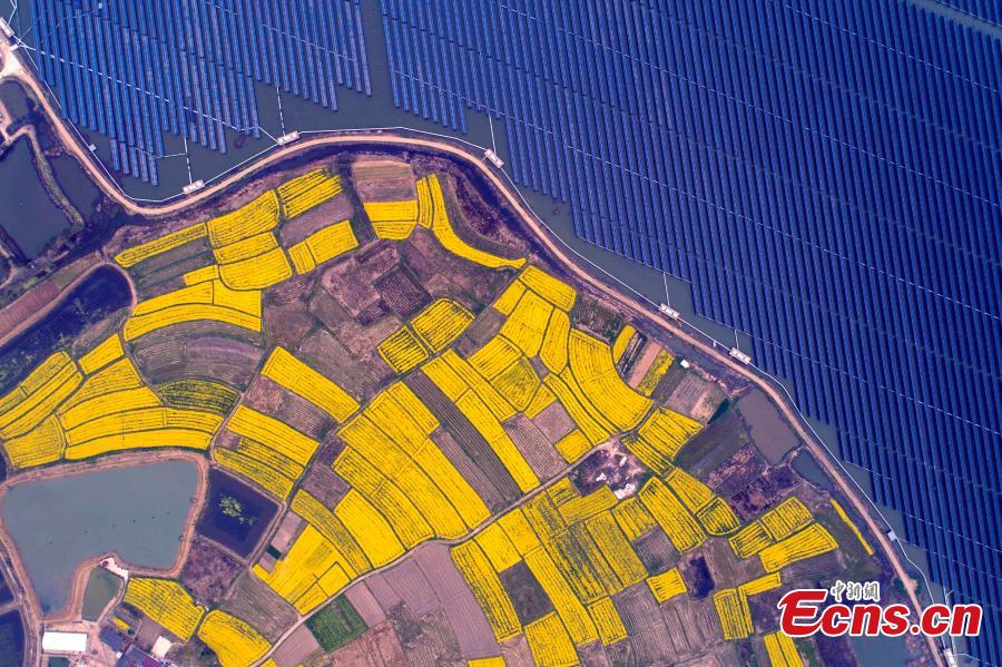 An aerial view of blooming rapeseed flowers next to a photovoltaic power station in Liangyuan Town, Hefei City, East China\'s Anhui Province, March 28, 2019.  The solar panels, installed in a reservoir, cover an area of 160 hectares and generated 110 million kWh of electricity in 2018. Since 2015, the solar park in the water has generated 4 million yuan($590,000)-worth of economic benefits for local farmers. (Photo: China News Service/Zhang Dagang)