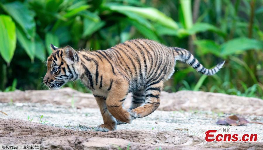 A Sumatran tiger cub runs in Taronga Zoo in Sydney, Australia, March 29, 2019.   (Photo/Agencies)