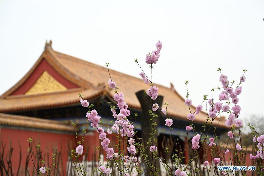 Photo taken on March 28, 2019 shows blooming flowers in the Palace Museum in Beijing, capital of China. (Xinhua/Jin Liangkuai)