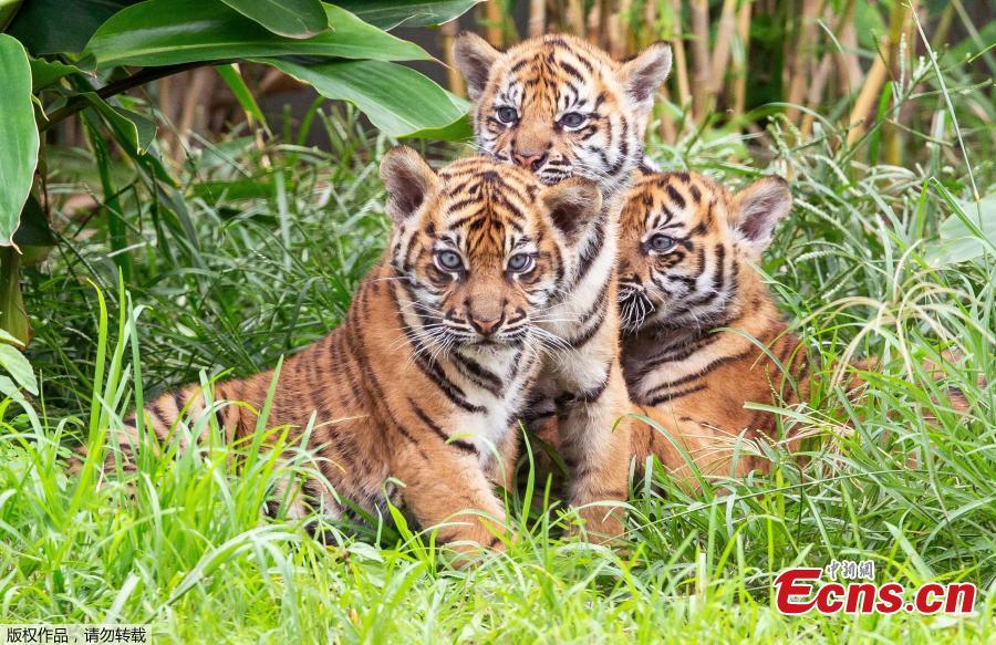 Three Sumatran Tiger cubs are released into the enclosure for display to the public for the first time at Taronga Zoo in Sydney on March 29, 2019.  (Photo/Agencies)