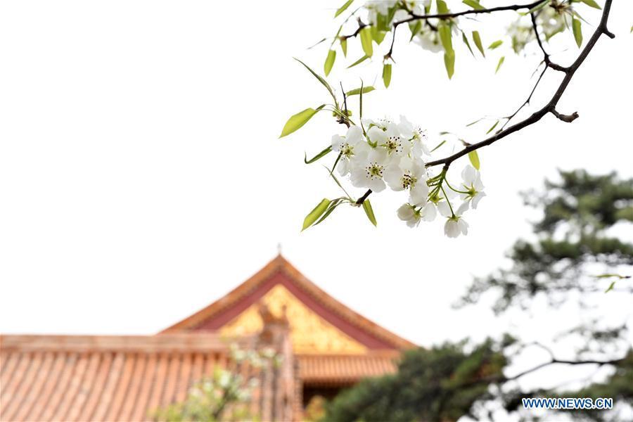 Photo taken on March 28, 2019 shows blooming flowers in the Palace Museum in Beijing, capital of China. (Xinhua/Jin Liangkuai)