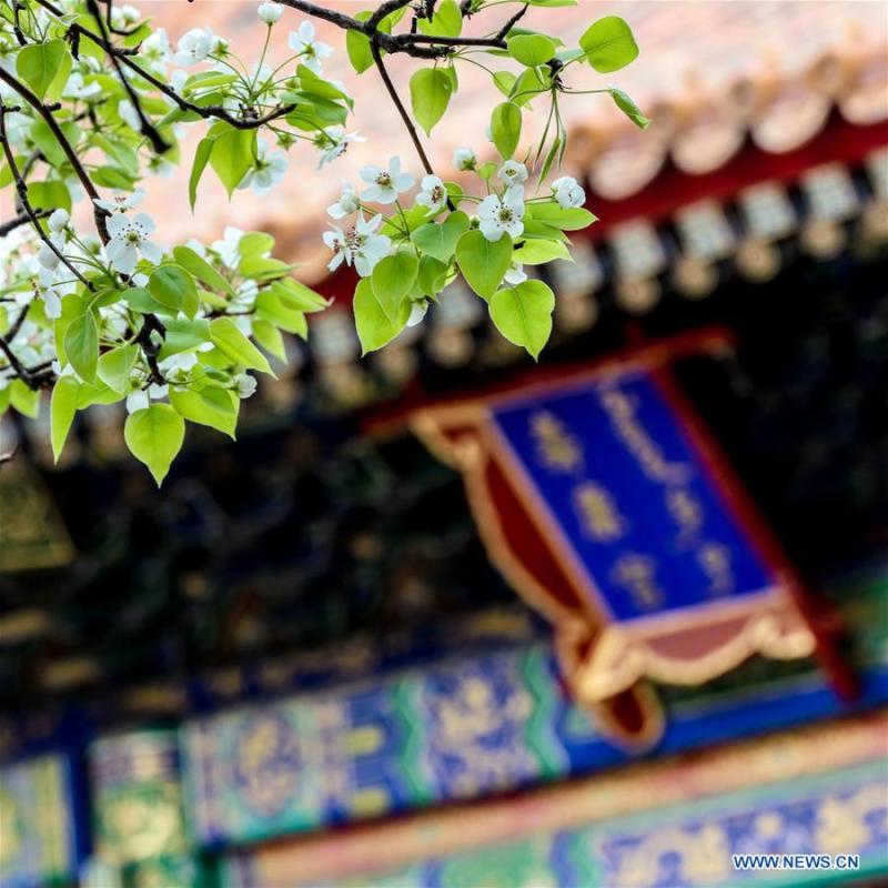 Photo taken on March 28, 2019 shows flowers in the Forbidden City in Beijing, capital of China. (Xinhua/Meng Dingbo)
