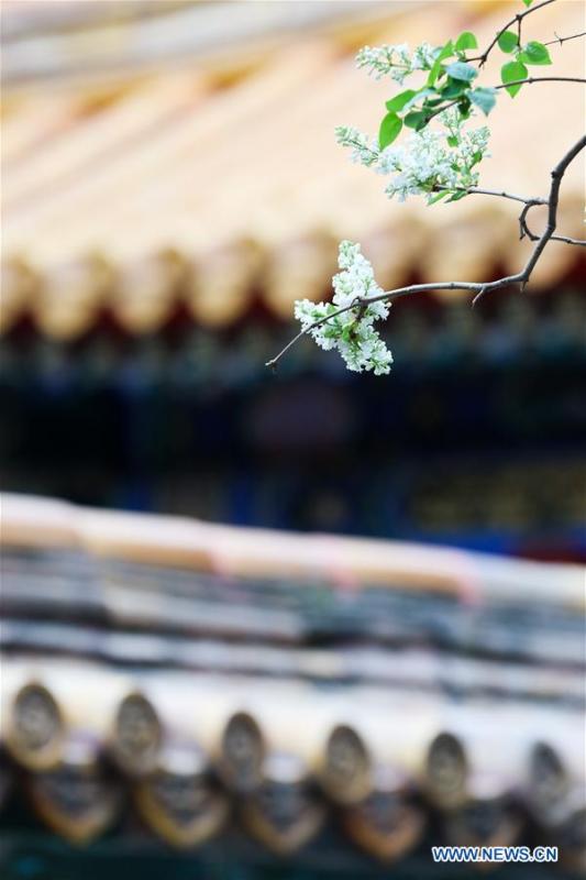 Photo taken on March 28, 2019 shows flowers in the Forbidden City in Beijing, capital of China. (Xinhua/Meng Dingbo)