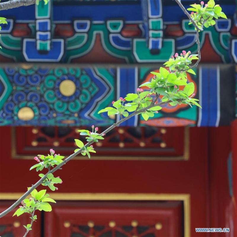 Photo taken on March 28, 2019 shows flowers in the Forbidden City in Beijing, capital of China. (Xinhua/Meng Dingbo)