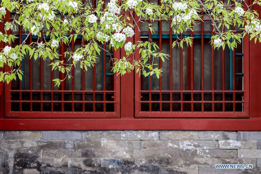 Photo taken on March 28, 2019 shows flowers in the Forbidden City in Beijing, capital of China. (Xinhua/Meng Dingbo)