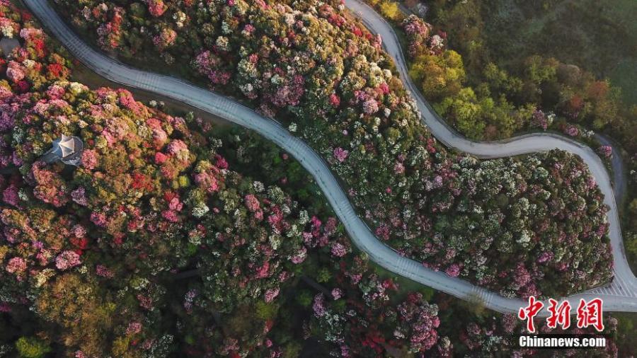 Azaleas in bloom adorn a scenic spot in Bijie City, Southwest China\'s Guizhou Province, as viewed from above on April 7, 2019. Extending for approximately 50 kilometres, the scenic spot encompasses the largest area of natural azaleas in China, with 23 varieties of the plant. (Photo: China News Service/Qu Honglun)