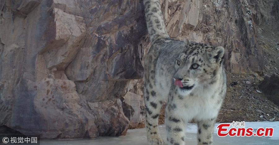 Rare wild animals such as snow leopards, blue eared pheasants, wolves, and bharal have been recorded by infrared cameras in the Shandan Horse Ranch natural reserve, Gansu Province. The Qilian Mountain Administration and the World Wide Fund for Nature (WWF) are conducting research in the reserve.  (Photo/VCG)