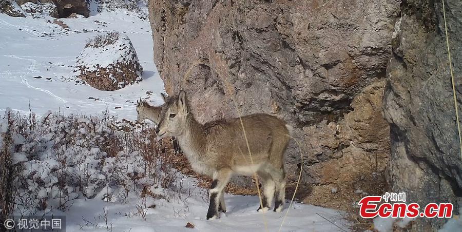 Rare wild animals such as snow leopards, blue eared pheasants, wolves, and bharal have been recorded by infrared cameras in the Shandan Horse Ranch natural reserve, Gansu Province. The Qilian Mountain Administration and the World Wide Fund for Nature (WWF) are conducting research in the reserve.  (Photo/VCG)