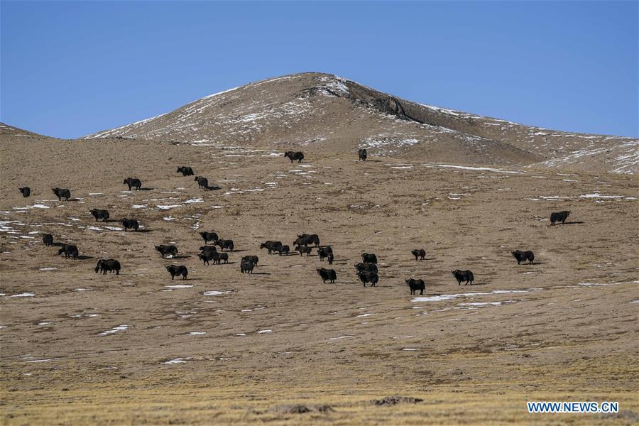 Photo taken on March 30, 2019 shows a herd of wild yaks in the Altun Mountains National Nature Reserve in northwest China\'s Xinjiang Uygur Autonomous Region. Altun Mountain National Nature Reserve saw the number of three rare wild animals reach around 100,000, according to local researchers. The population of wild yak, Tibetan antelope and wild ass is recovering to the level of recorded data in the 1980s when the reserve was first set up, the results of the latest scientific investigation showed. The reserve suspended all mining activities within its 46,800-square-km parameter in 2018 in an effort to restore its environment. (Xinhua/Hu Huhu)