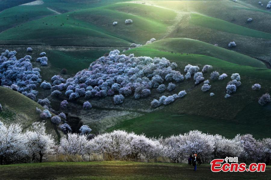 Photo taken on April 5, 2019 shows the Peach Blossom Valley in Tuergen Township, Xinyuan County, Northwest China\'s Xinjiang Uygur Autonomous Region. The valley has an area of 30,000 mu (2,000 hectares) of  peach trees, drawing tourist and photographers in mid-April when they burst into bloom. (Photo: China News Service/Zhong Yanming)