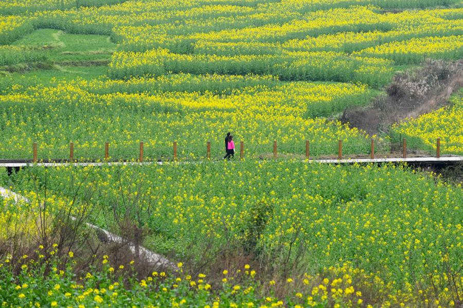 Tourists stroll along a boardwalk across the Eight Diagram-patterned plantation.  (Photo provided to chinadaily.com.cn)