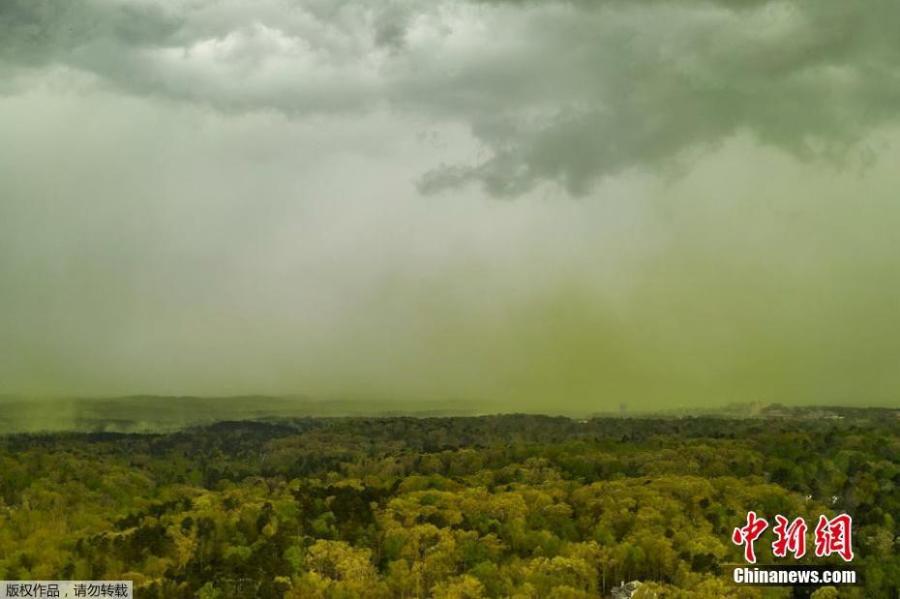 A cloud of light yellow pollen can be seen drifting out of a wooded area near Durham, North Carolina, April 8, 2019. (Photo/Agencies)