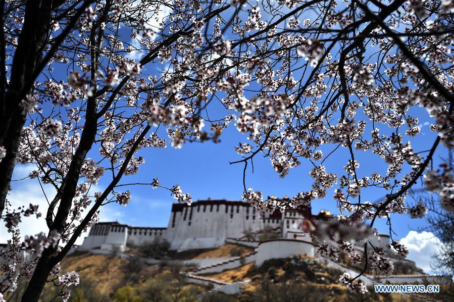 Photo taken on April 8, 2019 shows flowers near the Potala Palace in Lhasa, capital city of southwest China\'s Tibet Autonomous Region. (Xinhua/Chogo)