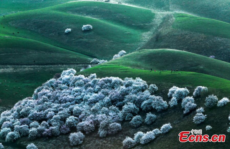 Photo taken on April 5, 2019 shows the Peach Blossom Valley in Tuergen Township, Xinyuan County, Northwest China\'s Xinjiang Uygur Autonomous Region. The valley has an area of 30,000 mu (2,000 hectares) of  peach trees, drawing tourist and photographers in mid-April when they burst into bloom. (Photo: China News Service/Zhong Yanming)