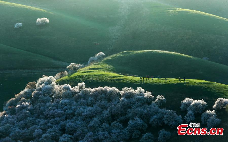 Photo taken on April 5, 2019 shows the Peach Blossom Valley in Tuergen Township, Xinyuan County, Northwest China\'s Xinjiang Uygur Autonomous Region. The valley has an area of 30,000 mu (2,000 hectares) of  peach trees, drawing tourist and photographers in mid-April when they burst into bloom. (Photo: China News Service/Zhong Yanming)